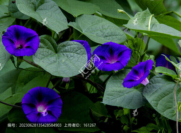 牽牛花開別樣美