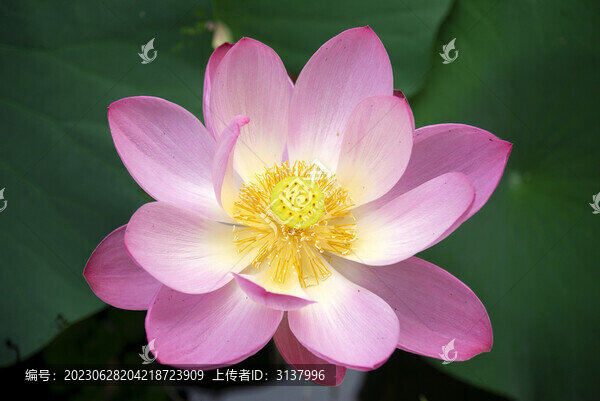 夏日荷花盛開