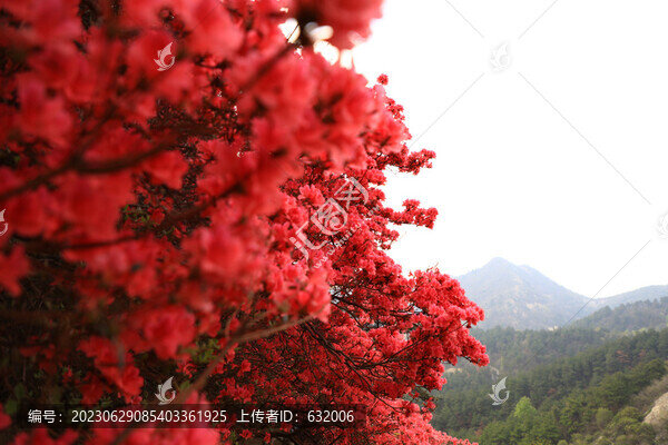 杜鵑花