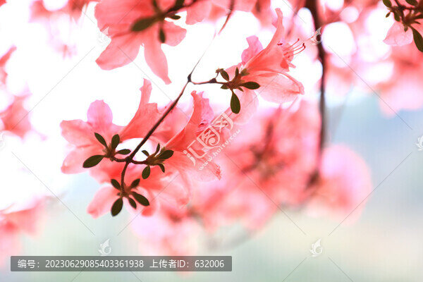 杜鵑花