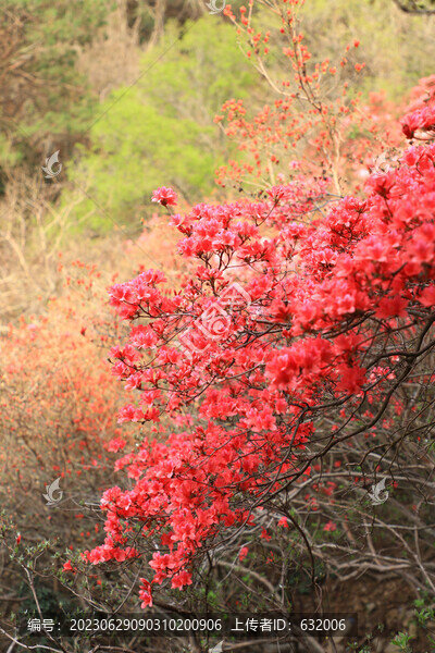杜鵑花