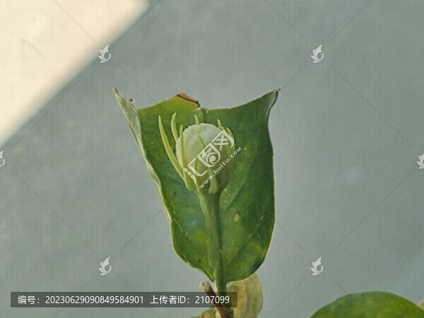 茉莉花開