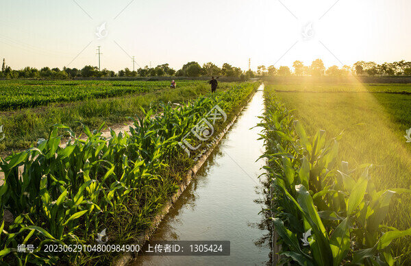 寧夏玉米地