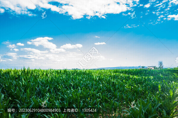 寧夏玉米地