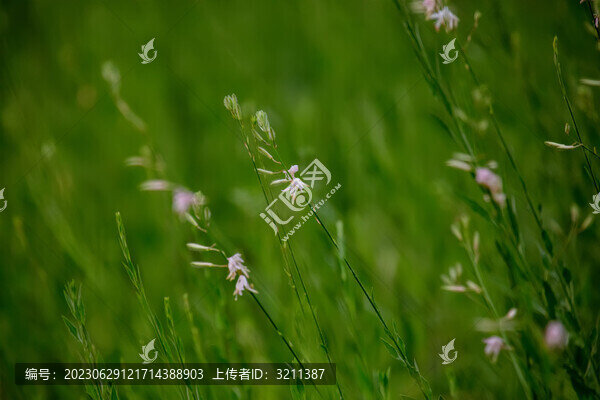 白色山桃草花海