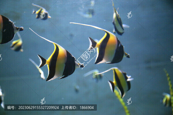 角鐮魚