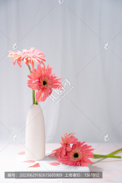 花瓶插花非洲菊