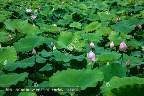 荷花