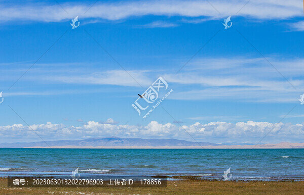 海鷗翱翔青海湖