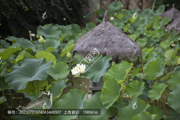 盛開的荷花