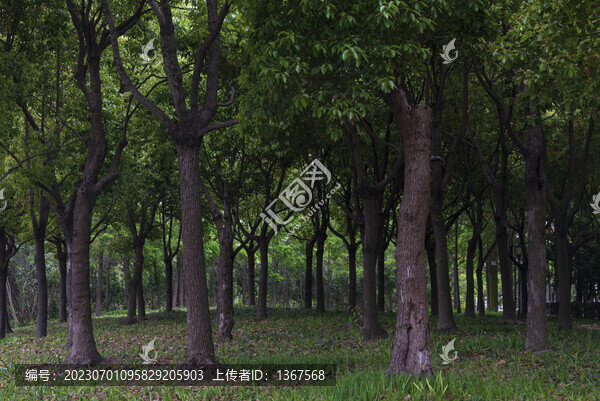樹林圖片