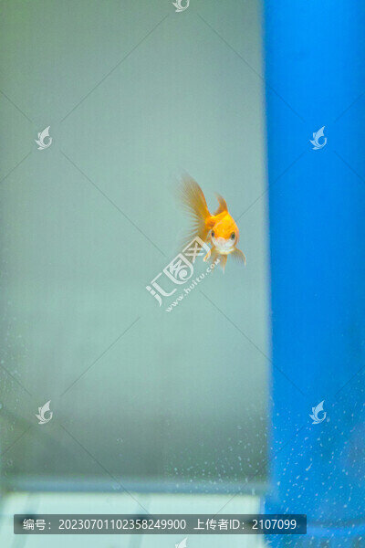 家庭養(yǎng)魚