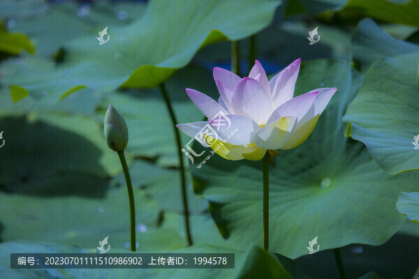 荷花