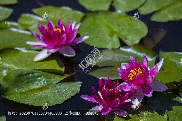 蓮花
