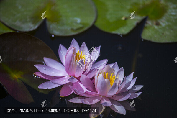 蓮花
