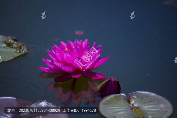 蓮花