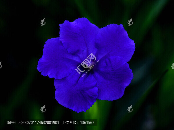 蘭花草