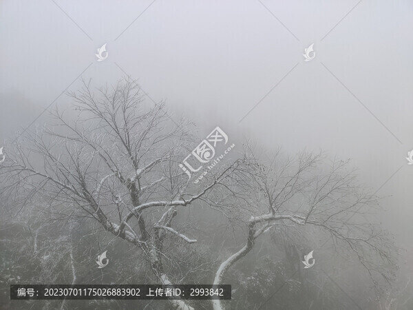 雪景