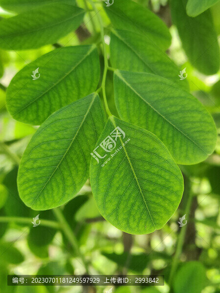 葉脈