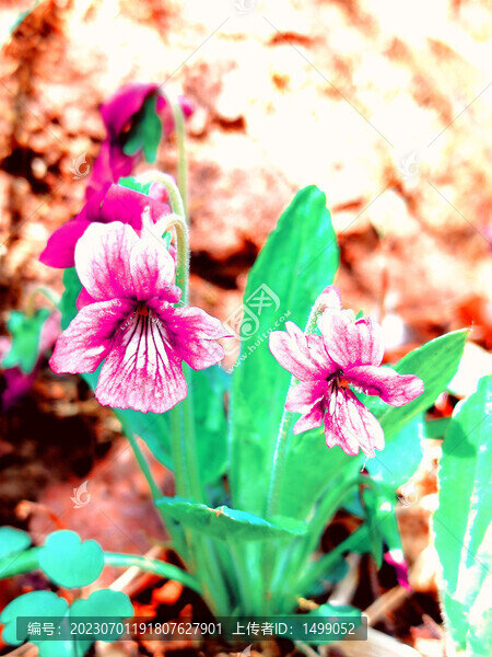 野生紫花地丁