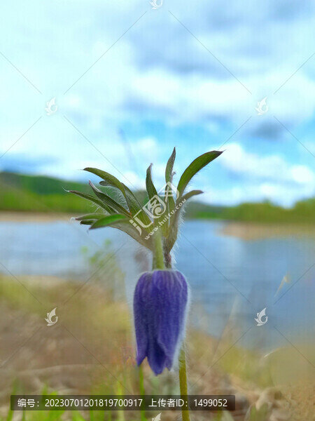 大山里的春色