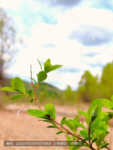 大山里的春色
