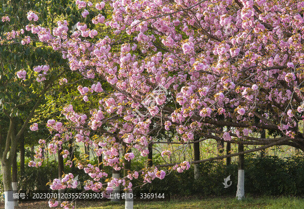 鳳凰湖濕地公園開放的櫻花