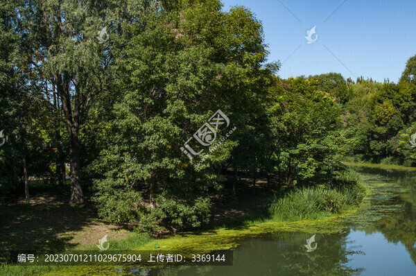 北京奧林匹克森林公園秋天的樹