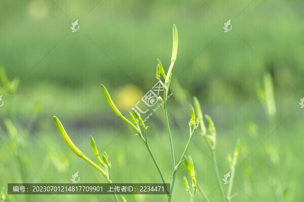 金針黃花菜