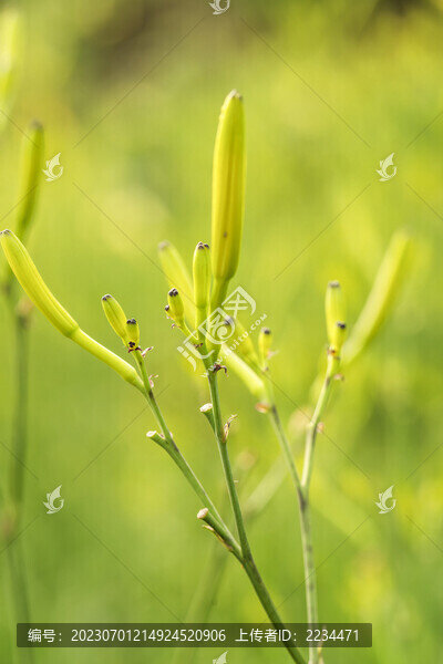 金針黃花菜