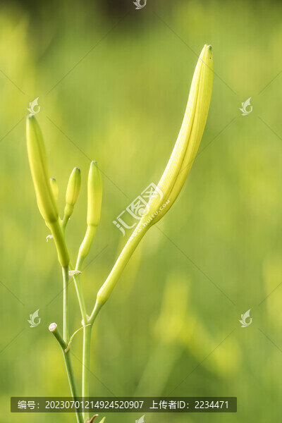 金針黃花菜