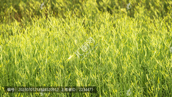 金針黃花菜