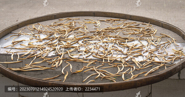 金針黃花菜