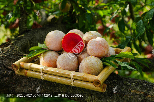 蘋果李芙蓉李李子紅心李