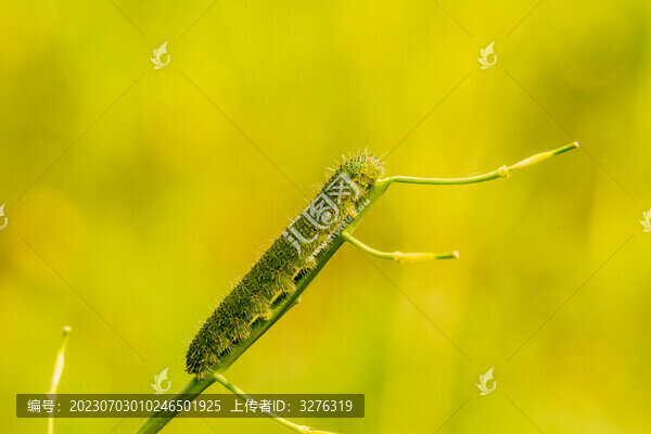 可愛(ài)的毛毛蟲(chóng)