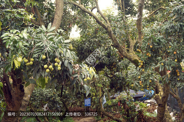 深圳特產(chǎn)南山荔枝果園