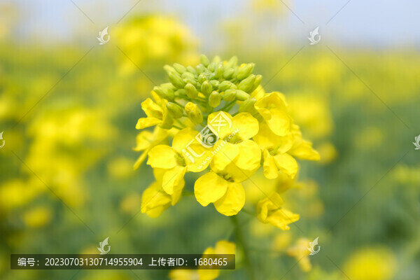 油菜花