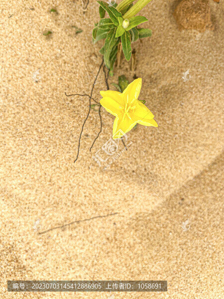 沙漠植物海邊月見(jiàn)草