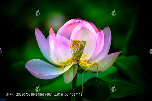 唯美荷花