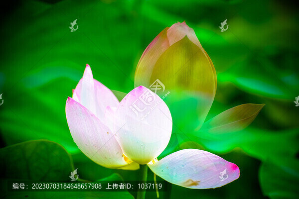 唯美荷花