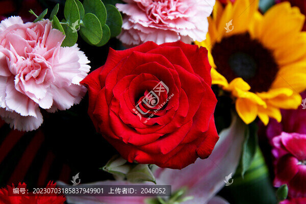 月季花