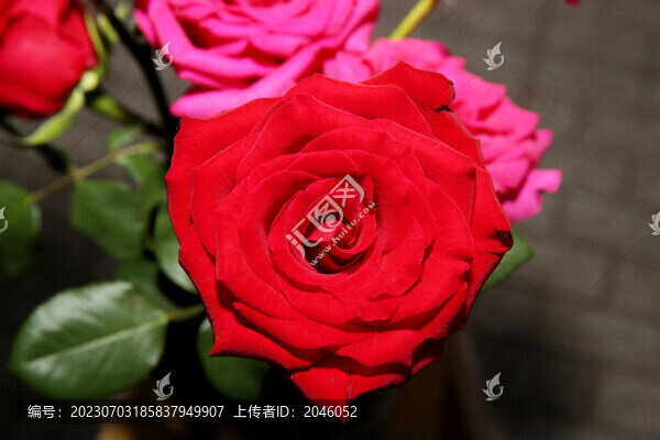 月季花