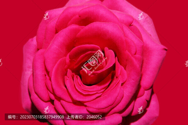月季花