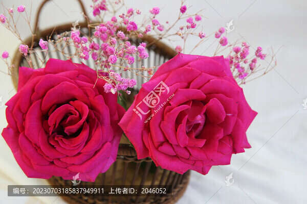 月季花