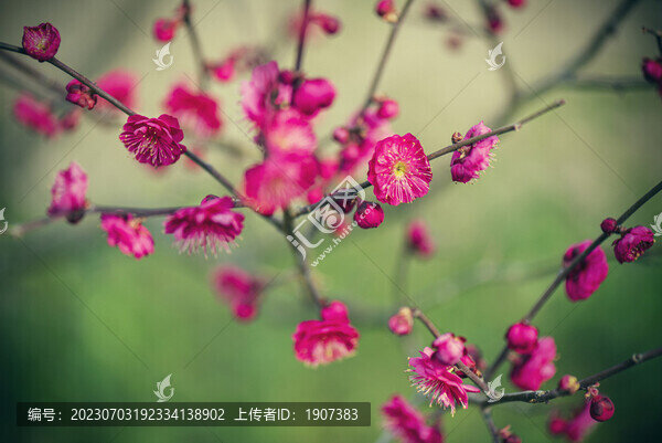 梅花
