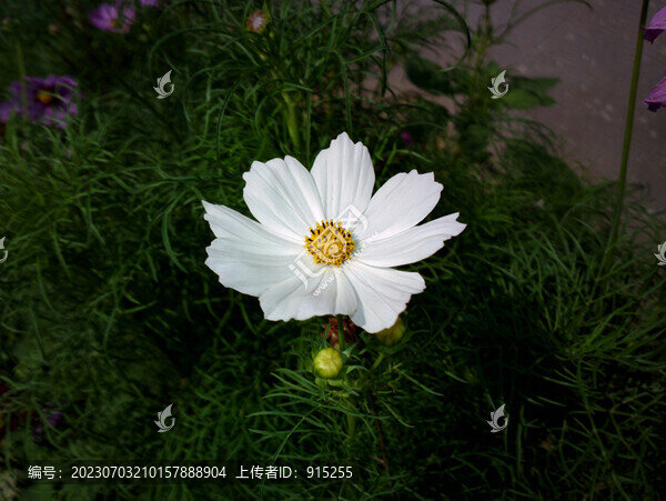 秋英
