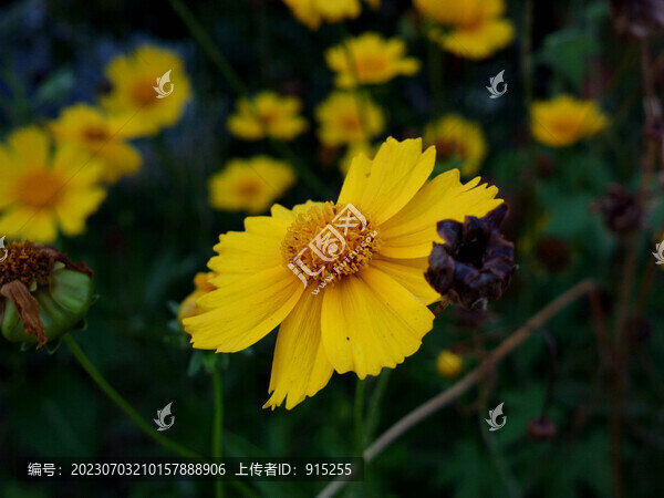 金雞菊