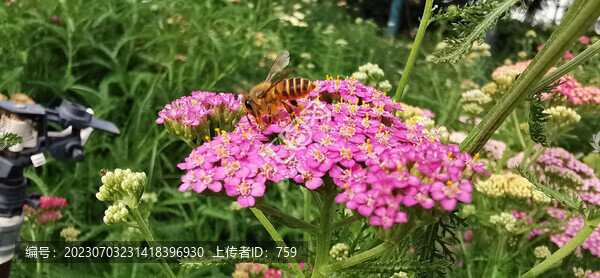 蜜蜂和花
