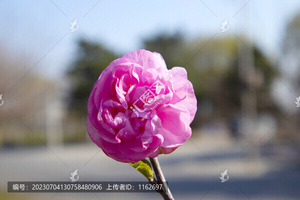 梅花