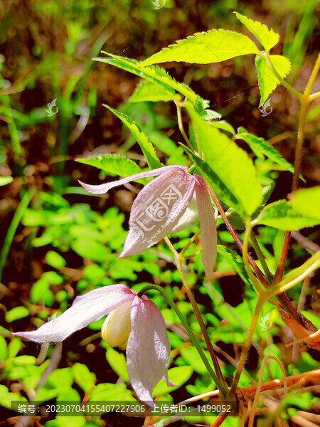 野生鐵線蓮花